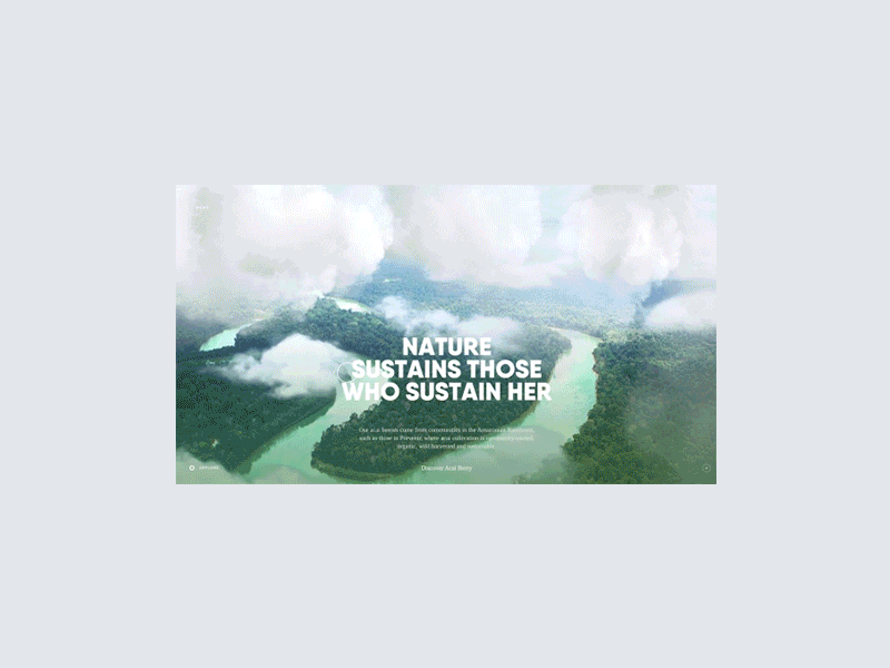 Rainforestfoods experience website animation experience forest illustration interactive motion design nature parallax ui ux web