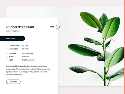 Rubbertree flat info card plants