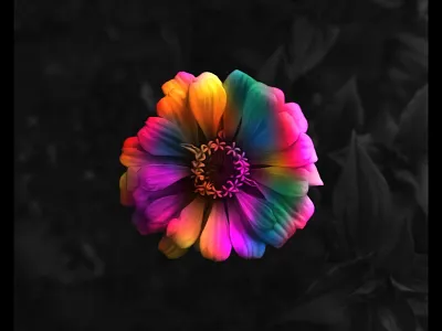 Flower abstract flower life nature organic petal petals