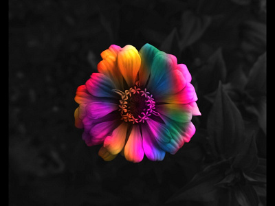 Flower abstract flower life nature organic petal petals