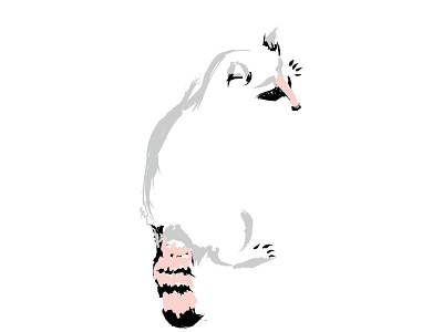 Racoon illustration illustrations