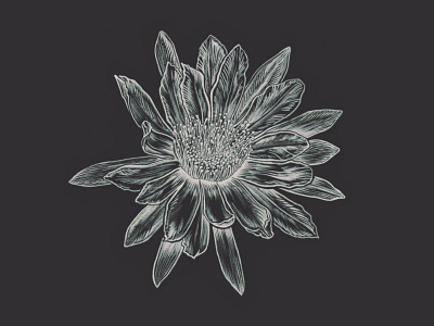 Night Bloom blossom botanical cactus flower hand drawn