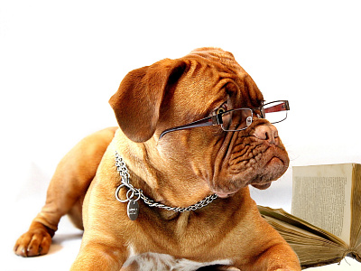 Bordeaux De Dogue branding illustration
