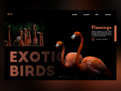 Exotic Birds design ui uidesign uiux ux web design