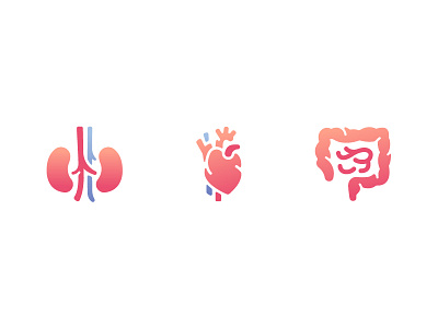 internal organs doctor flat gradient heart heart icon hospital illustration internal intestines kidney medical organ