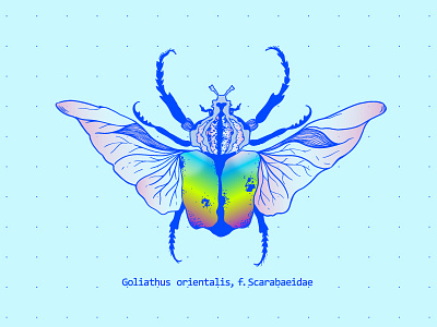 Goliathus bug beetle biology botanical bug detailed electric blue entomology illustration insect lineart vector