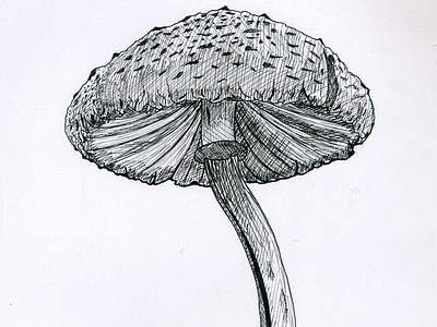 Inktober 2018 Day 1 - 'Poisonous' - Mushroom black and white ink inktober inktober 2018 inktober 2018 day 1 inktober day 1 inktober poisonous mushroom october pen pigment pigment pen pigmentpen poison poisonous poisonous mushroom