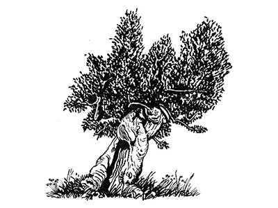 Ulivo blak condimento contorto extravergine foglie green leaf millenario oil oliva olive sano spremitura storto tree white wood