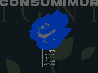 Consumimur Igni design rose vector