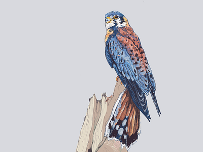 Look art birds freelance illustration