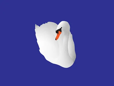 Swan Sketch animal bird bird illustration black blue illustrator orange swan water white