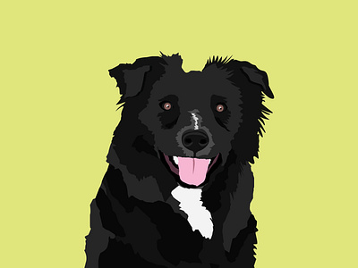 Bella The Aussiedor design dog illustration vector