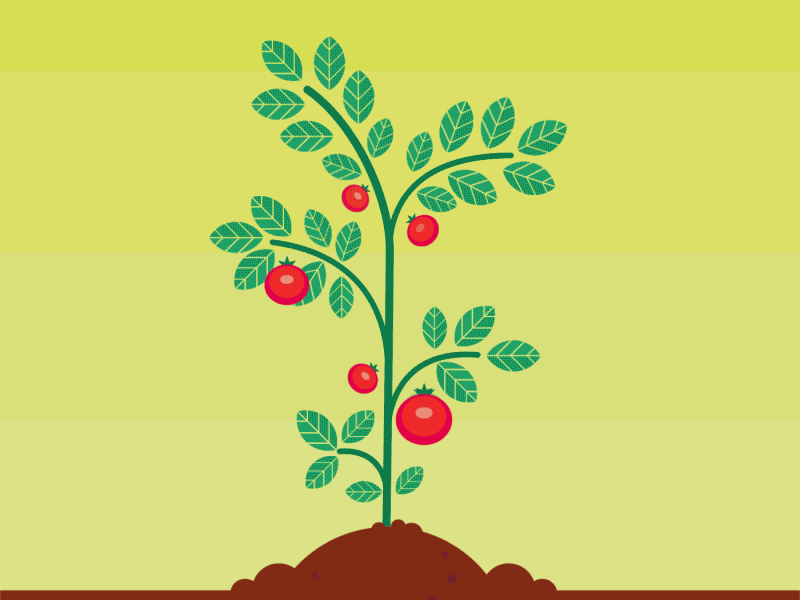 Vectober Day 17 - Swollen animation color garden inktober motiongraphic plant swollen tomato vectober vector vegetable