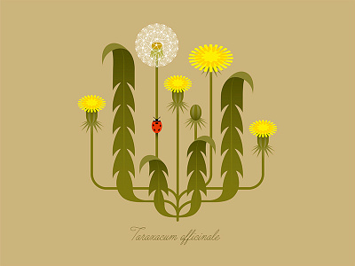 Dandelion botanical dandelion flower vector