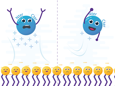 Protein-membrane interaction cter interactions membranes minus molecules nter plus protein proteins scientist