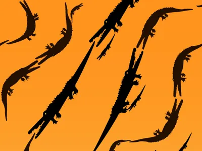 Pattern tiger skin pattern