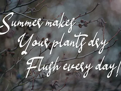 type for quote branding font font duo lettering logo packaging font quotes script typeface