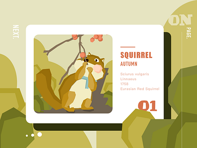 Squirrel illistration