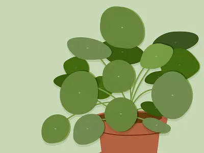 Mr. Coincake garden gardening illustration leaves nature pilea peperomioides plant plant illustration prospect prospects