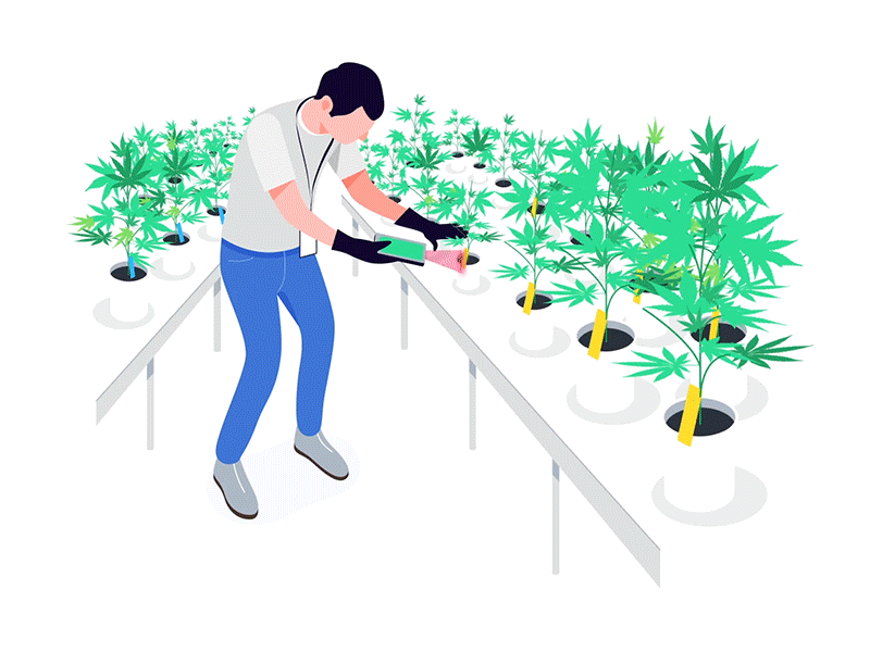 NUG animation after effect animation business design gif illustration plant product sketch website