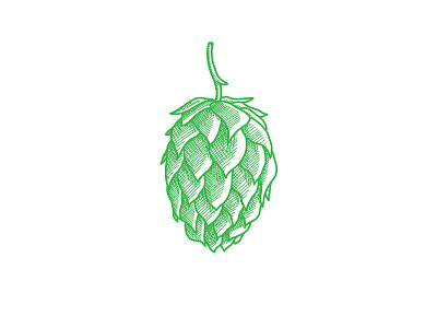 Hopcone D hops illustration