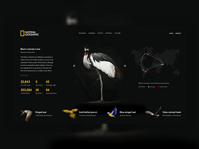 Animals app brand branding character clean design flat icons identity illustrator minimal type typography ui ux web website