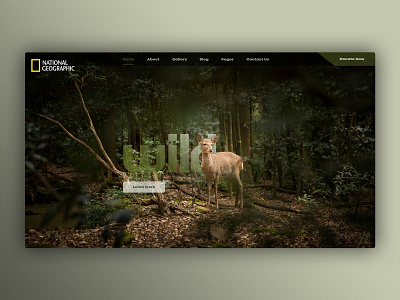 NATIONAL GEOGRAPHIC DESIGN - 2018 art design flat graphic arts illustration logo minimal modern nationalgeographic nature ui ux web webdesign website website banner website concept website creator wild wild animal