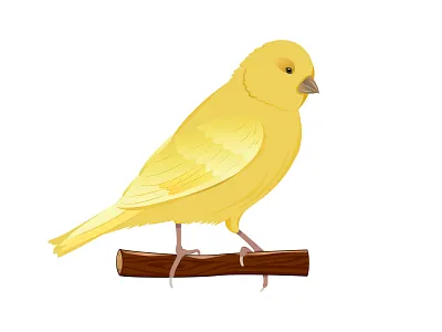 Kanarya bird bird illustration birds istanbul kanarya turkey vector