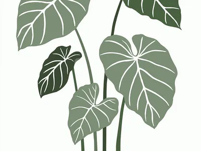 Philodendron alocasia design drawings greens houseplants illustration leaves philodendron plant illustration plants vector vector art