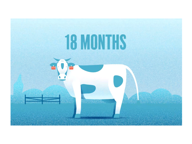 Scalable Foods animation character cow explainer explainer video farmer gif