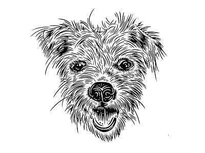 Brodie black and white dog portrait hand drawn illustration