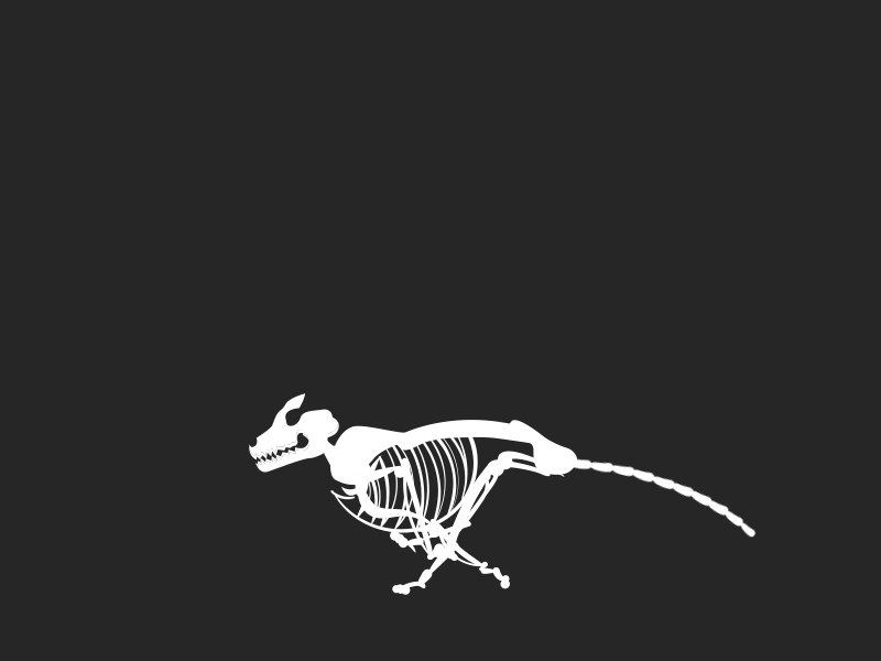 Some Run cycle 2d 2d animation animal character dog fox run run animal run cycle sceleton walk walk cycle
