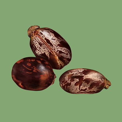 Castor Seeds bean beans brown castor detail digital digital painting gardening grow horticulture nature painterly painting plant planting seed seeds shell texture