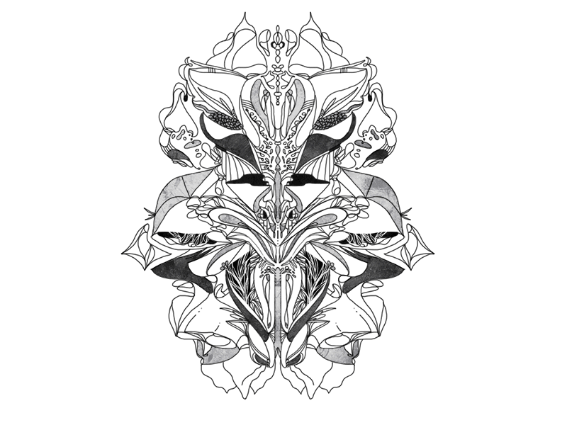 Symmetry abstract animal geometric gif illustration plant symmetry