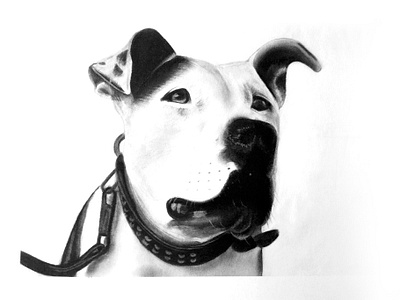 Cova drawing art carboncillo charcoal drawing dibujo dog drawing handmade illustration mascota pet pet drawing