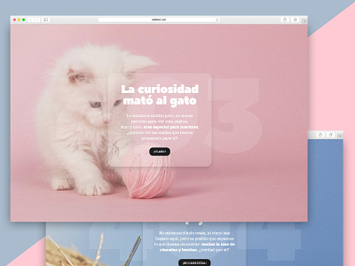 Error 403 & Error 404 cats cute design egoitzosa eo error shorts ui ux web women