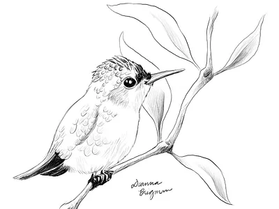 Bee hummingbird bee bird drawing hummingbird nature pencil