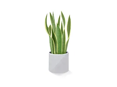 虎皮兰 design green illustration plant