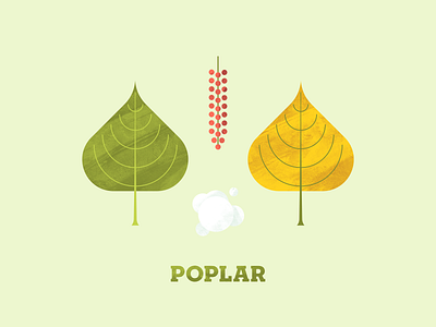 Poplar flora flower fluff illustation illustator leaf leaf illustration leaves plant plant illustration poplar seed texture tree tree illustration trees