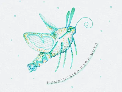 Hummingbird Hawk Moth animal animal illustration cute animal handdrawn handdrawn art handdrawn illustration hummingbird illustration ink art ink drawing ink illustration insect insect art insect illustration moth pastel pastel art pastel illustration