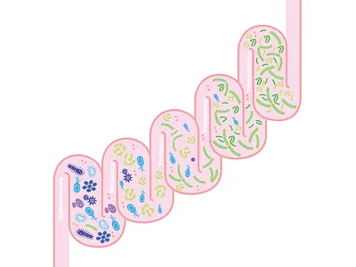 Digestive Track Diagram diagram digestive track diagram medical illustration probiotics