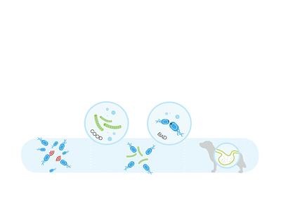 Bacteria | the good and bad bacteria digestive system germs medical illustration