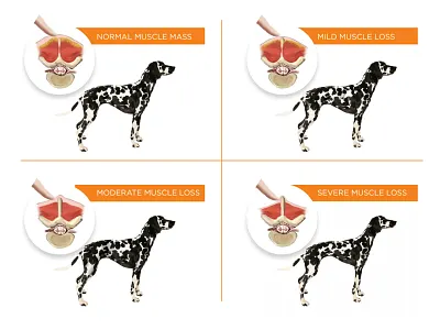 Muscle Scoring Diagrams