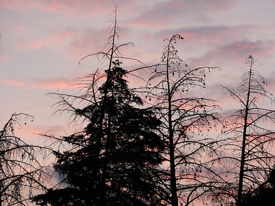 cielos sonrojados fotografia natural naturaleza sombra árboles