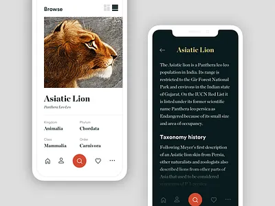 Museum App WIP app black browse clean info lion minimal mobile museum search typography white wiki