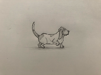 Basset Study basset graphite illustration sketch work in progress