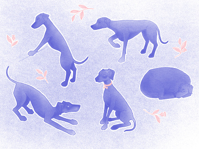 Weimaraner poses blue character art character design collar cute dog dog breed game hound jump play pose pretty silver ghost sit sitting sleeping stand stretch weimaraner