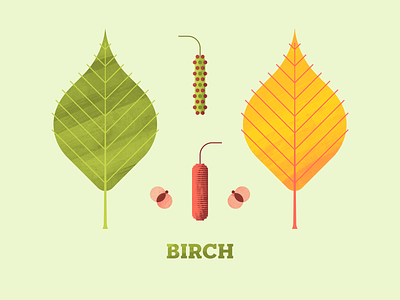 Birch autumn birch flora flower flower illustration forrest leaf leaves plant seed texture tree trees