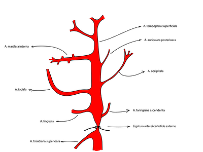 Carotid artery ent illustration medicine