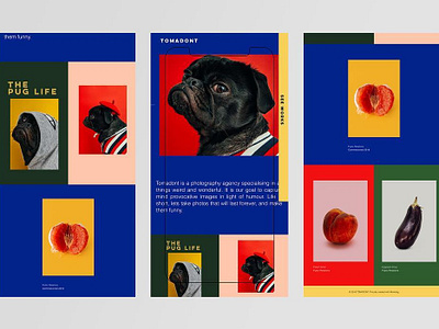 Tomadont branding design logo web